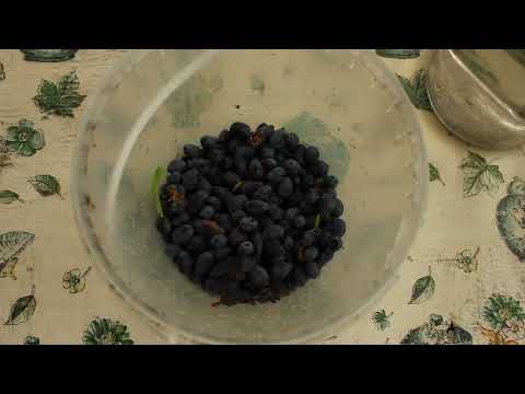 Russian village Delights