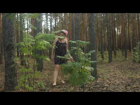 Best Ever Mushrooms from Russian Pine Forest