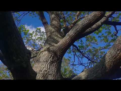 Biking Through My Russian Village and Climbing The Old Oak