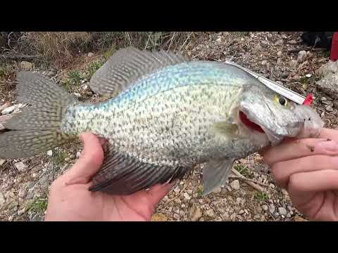 They were LOADED at this Flooding Spillway White bass