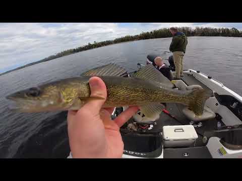 Northwoods Catch N Cook WALLEYE TACOS MN Fishing Opener 2024