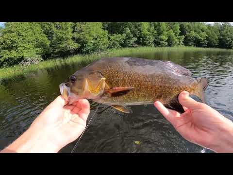 Catch and Cook WALLEYE CRAWFISH in the NorthWoods