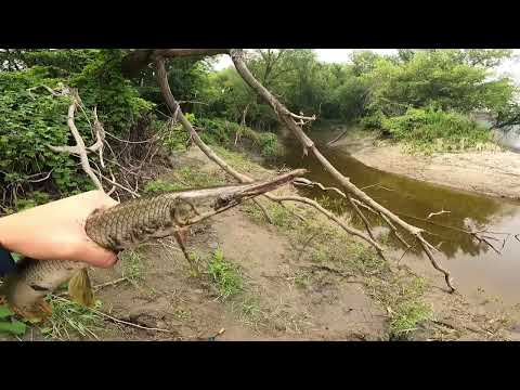 I caught TOOTHY Fish using SOCKS Sight Fishing