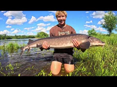 24 Hours Fishing Camping for GIANT Sturgeon