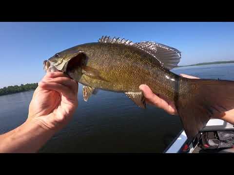BIG Walleyes on TINY Baits Bobber Fishing Lake Vermillion