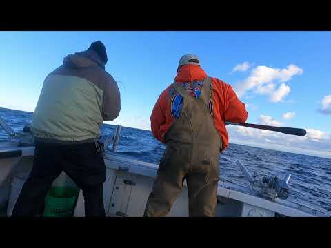 HUGE Lake Trout Salmon and Steelhead Fishing in Lake