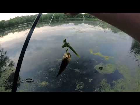 This TINY Trail Leads to a HIDDEN Big Bass Pond