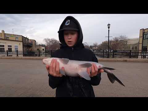 How To Catch Bigmouth Buffalo Tips Tricks