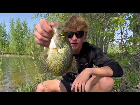 Neighborhood Pond FULL of BEDDING Crappie Sight Fishing