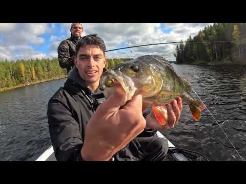 3 Days Fishing Camping in Sweden Monster Pike Perch Catch