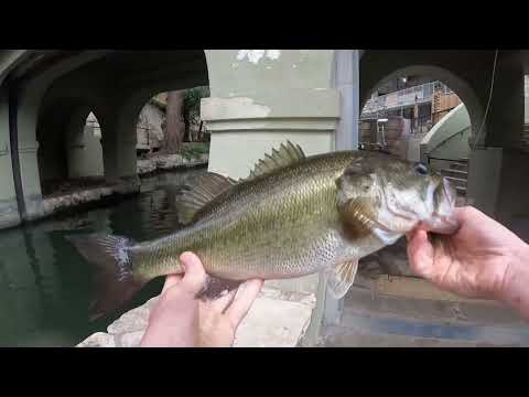 FISHING the SAN ANTONIO RIVERWALK Urban Bass Fishing Texas