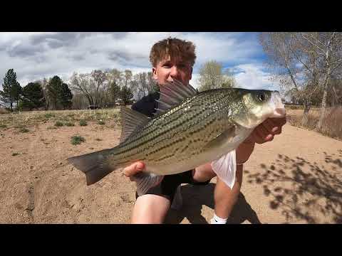 Golf Course Pond Fishing for GIANT Hybrid Fish Wipers