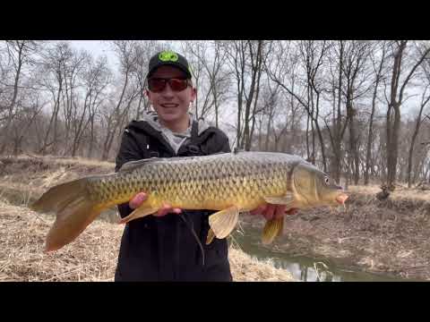 Sight Fishing Carp in a LOADED CREEK Spring Fishing