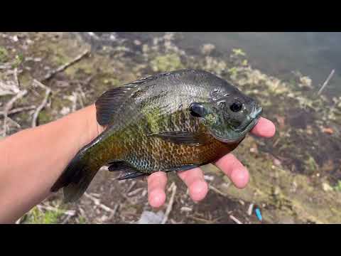 Sight Fishing BIG Sunfish on Beds Pond Fishing