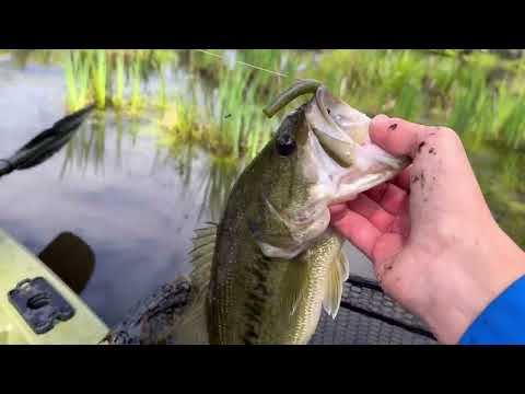 Kayak Bass Fishing LAKEVILLE Minnesota Tiger MUSKY Caught