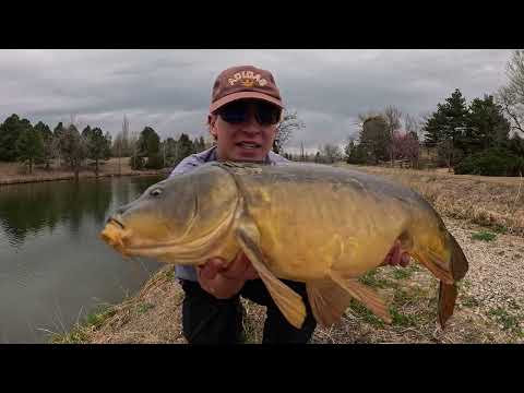 Fishing Tiny Ponds for MONSTER Carp