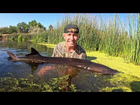 White Sturgeon Fishing Adventure 5 Days Fishing Camping for