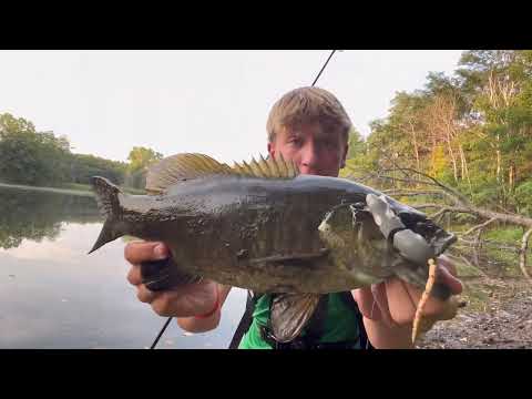TINY POND has MOUSE EATING Smallmouth Bass Topwater Blowups