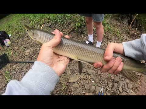 Sight Fishing GAR in Creek Mouth NEW PB