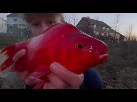 GIANT PET GOLDFISH have TAKEN OVER this Pond Sight Fishing