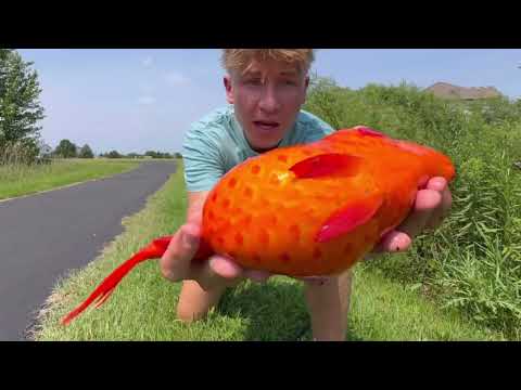 Sight Fishing the FATTEST Wild Goldfish in the Neighborhood