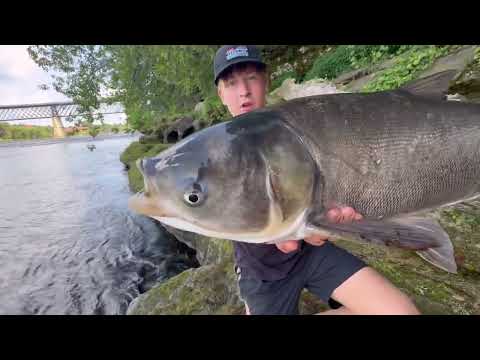 Catching the Most INVASIVE Fish in America under MASSIVE Dam