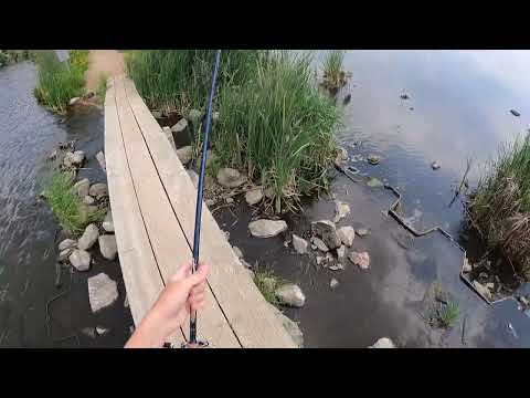 City Lake INFESTED with THOUSANDS of these Fish