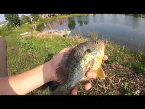 This Residential Pond has TONS of Huge Bedding Fish
