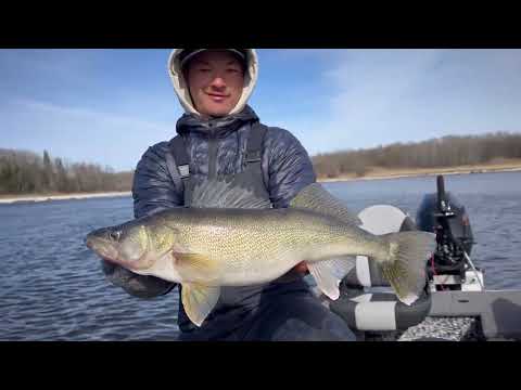 River Fishing GIANT Walleyes NONSTOP Rainy River Day 2