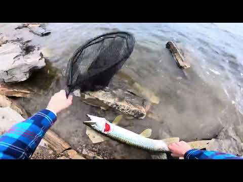 TIGER MUSKY Fishing in a CITY LAKE Caught from Shore