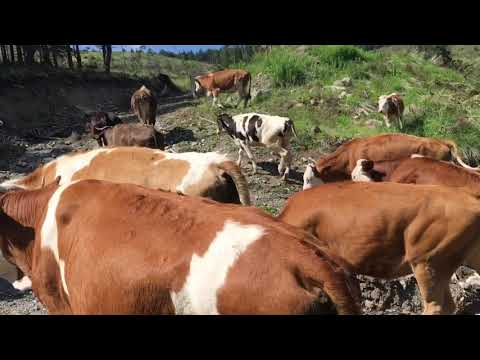 2020 BÜYÜKBAŞ KURBANLIKLAR
