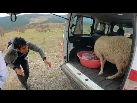 DOĞUMLAR BAŞLADI YAĞMURA YAKALANMADAN NİNEMLE MAVİ BONCUK