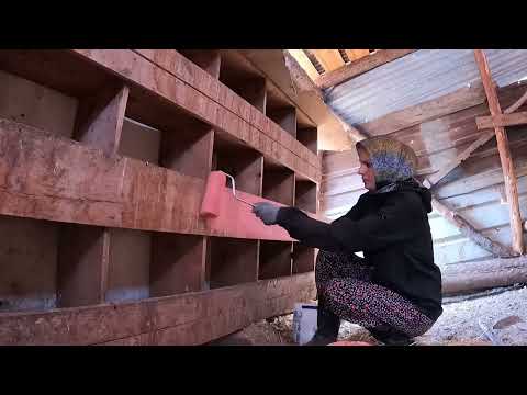 KÜMESİN RENGİNİ GÖREN HOROZ ÇILDIRDI 8 SAMALLIK STOK KIŞA