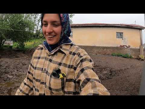 BAŞKENTTEN BOLUYA 150 TANE DAMIZLIK KOYUN