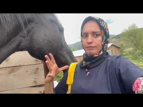 Kaz Yavruları Çıktı Atlara yeni Başlık Botokslu Halim Köyde