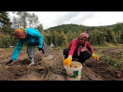 PATATES SÖKERKEN TRAKTÖRÜ DEREYE KAÇIRDIK