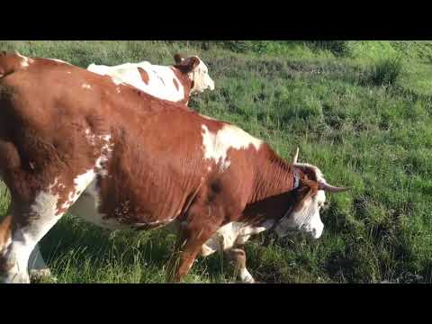 İNEKLERİ GETİRMEYE GİTTİM SÜPRİZ BUZAĞI İLE KARŞILAŞTIM