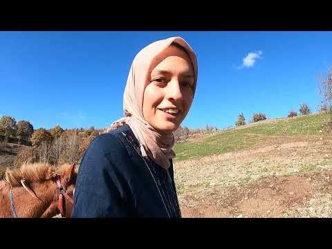 AT KAÇTI HERKES ÇOK KIZDI BU REÇEL ŞAHANE OLDU