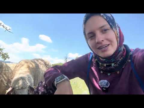 11 KÖPEKLE DAĞLARDA ÇOBANLIK
