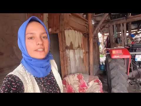 SOĞANLAR EKİLDİ KÖYE İFTARLIKLAR DAĞITILDI AKŞAM BUZAĞILAR