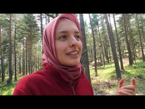 ORMANLARA GİZLİ KAMERA YERLEŞTİRDİK BUZAĞILARI SATTIK