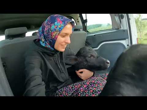 MERADA DOMBAY DOĞUM YAPMIŞ İLK SÜTÜNDEN AVUZ YAPIMI
