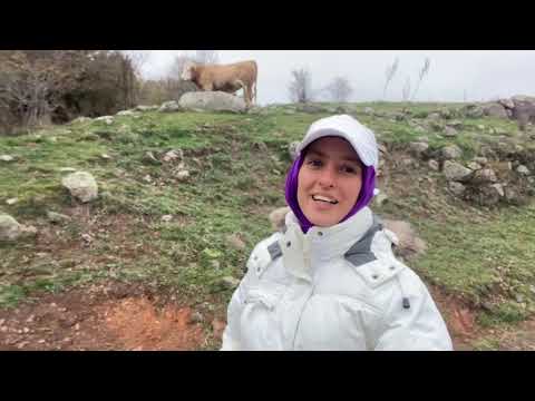 İNEKLERİ TOPLADIM KAR YAĞMADAN DAMIZLIK HAYVANLARI BAĞLADIK