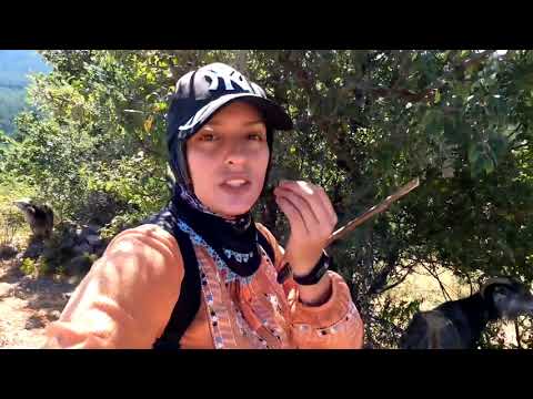 KOYUN GÜDMEK HİÇ BU KADAR ZOR OLMAMIŞTI AKŞAM EVE ÖLÜM GİTTİ