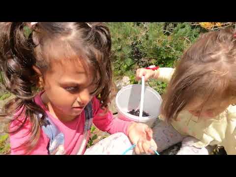 BÖĞÜRTLENLER TOPLANDI SAÇ TAVADA TANTUNİ KEYFİ
