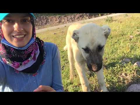 YKS SINAVINDAN SONRA KEÇİYE GİTTİM