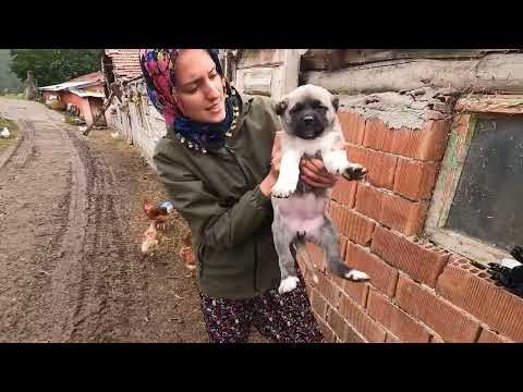 KÖPEKLER KAVGA EDERKEN BENİDE ISIRDILAR DİZİM KÖTÜ