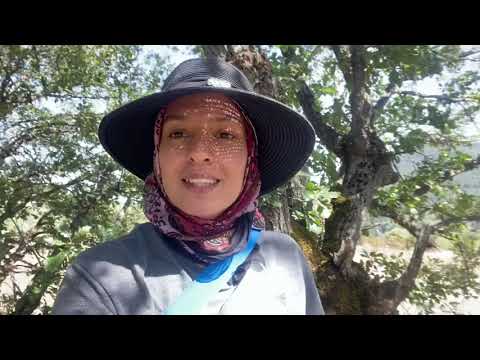 Koyunda bir gün koca meşede anılarım ve öğle yemeği ayağı