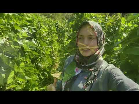 GÜNLÜK VLOG fasulye topladık merak edilen kırmızı patatesim