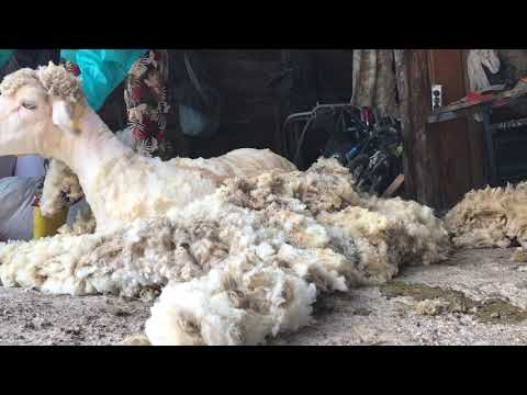 Koyun kırkan kızlar